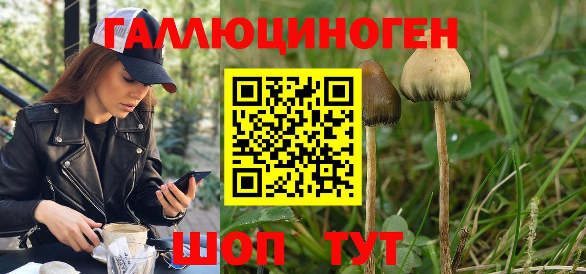 Галлюциногенные грибы Cubensis Котовск